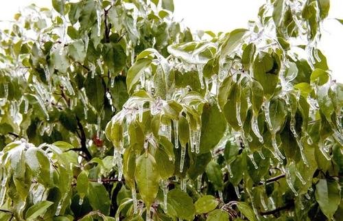 今年为什么会出现“倒春寒”的现象？