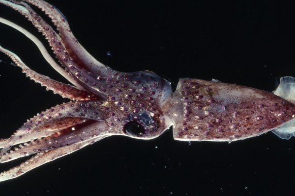 鱿鱼官网by1259换到by9225了