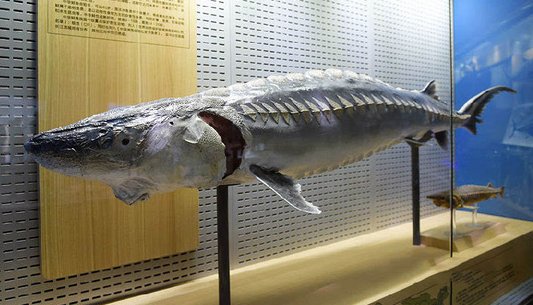 浙江渔民出海意外捕获一条50多公斤野生中华鲟，该如何处理这种ɱ