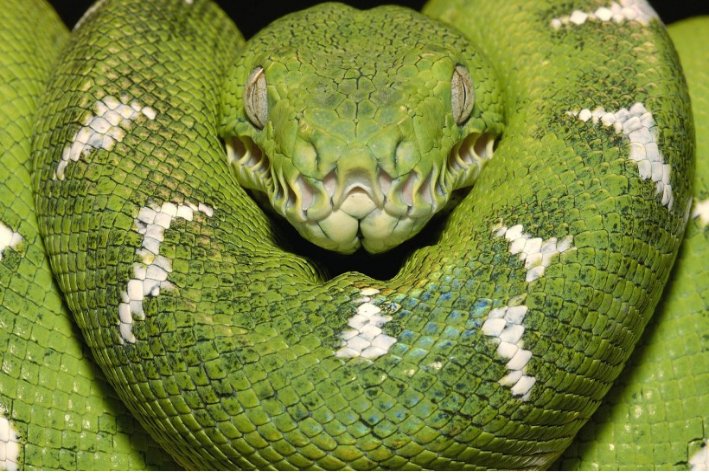 西湖明月比喻什么生肖