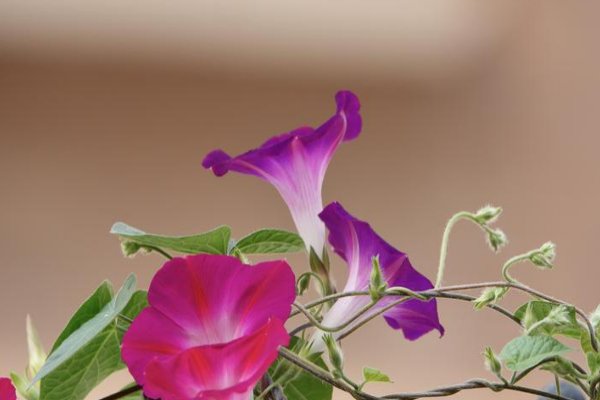 牵牛花早晚的变化过程