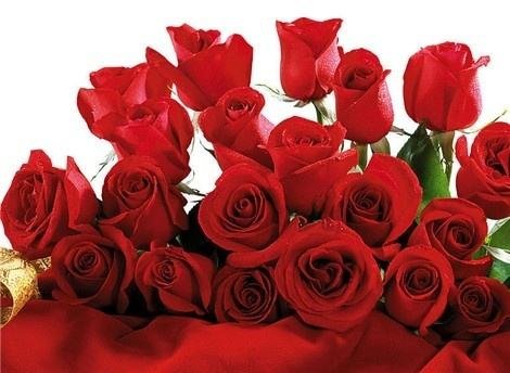 不同朵数的玫瑰花花语是什么