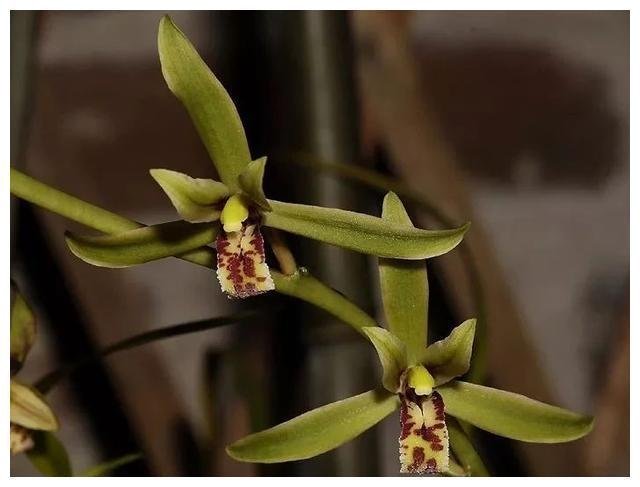 墨兰和建兰的区别