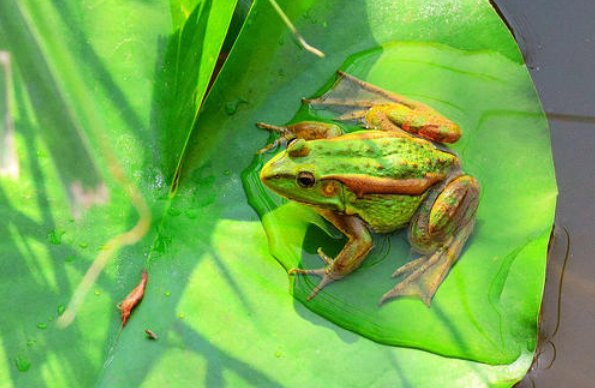 青蛙成年后长时间待在水中会不会死去?