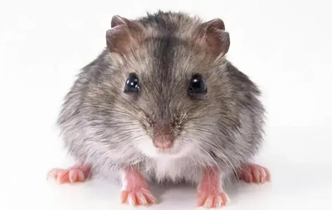 男子疑熟睡时被老鼠咬破头，家有老鼠该如何处理？被老鼠咬伤要怎么办呢？