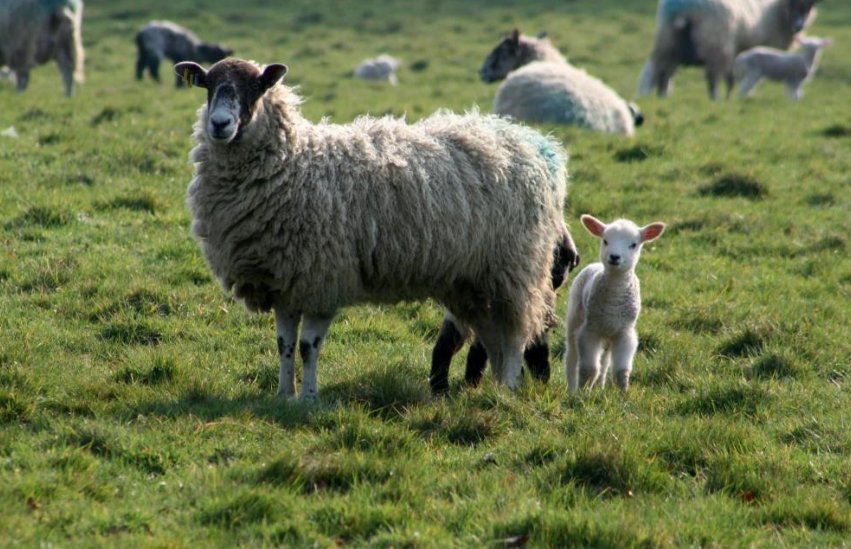 胸怀宽阔是指什么生肖