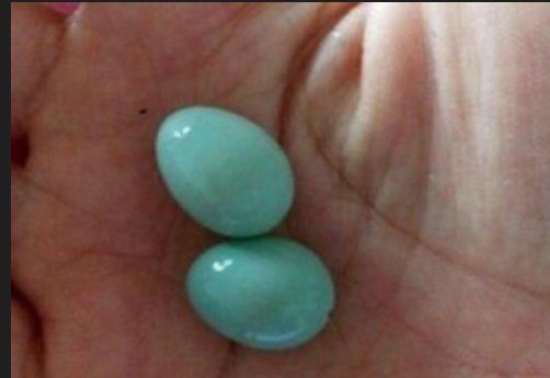 碧水玲珑蛋能孵出什么?