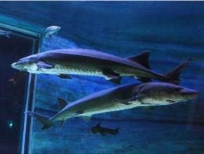 中华鲟的形态特征