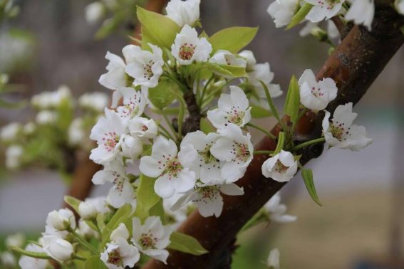 赞美三月春光美的短句