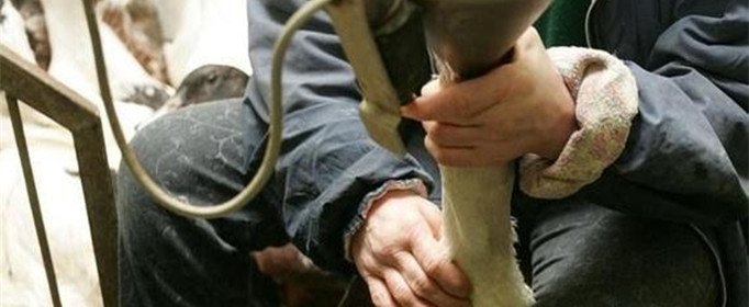 法式鹅肝为什么那么大？