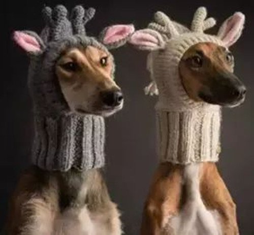 气温骤降，北京动物园猴子抱团取暖，动物有哪些保暖神器？