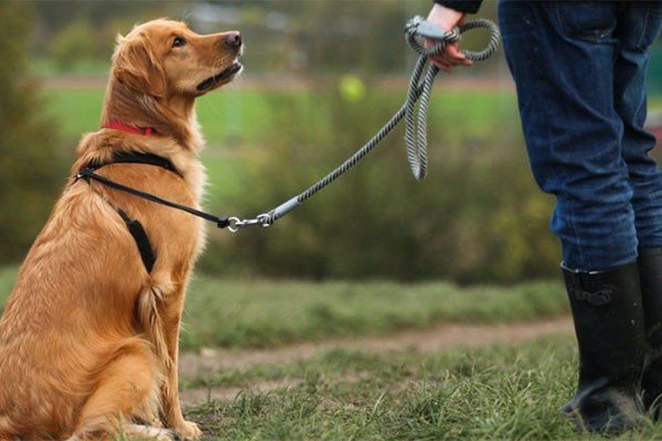 牵的拼音和音序和部首和组词