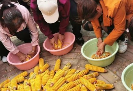 白马寺僧人剥玉米的场景吸引游客围观，为何众多游客加入了剥玉米大军