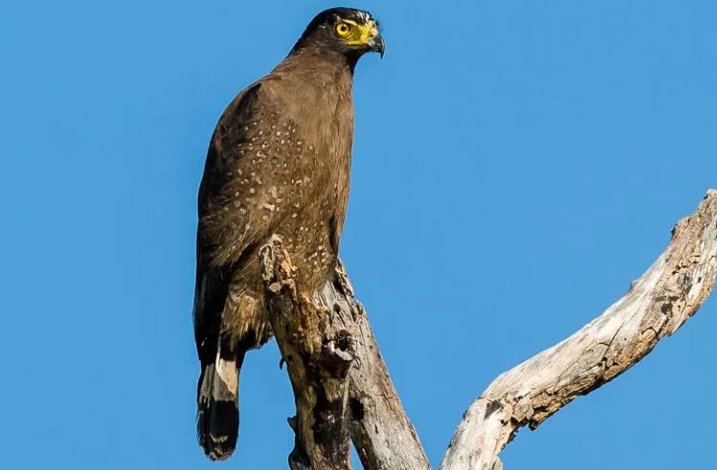 蛇类的十大天敌克星