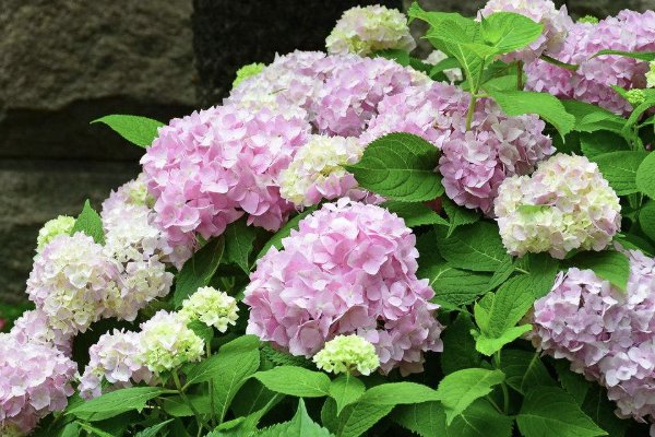 高考结束买什么花