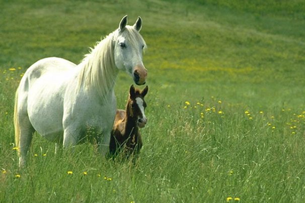 为什么是拍马屁，而不是拍猪屁，拍狗屁？