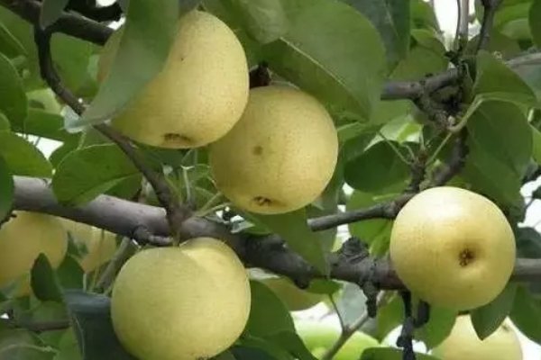 庭前八月梨枣熟全诗