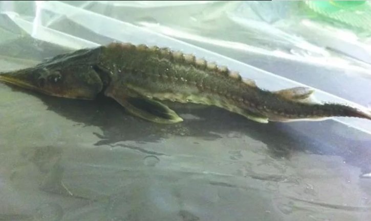 浙江渔民出海意外捕获一条50多公斤野生中华鲟，该如何处理这种ɱ