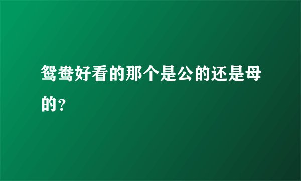 鸳鸯好看的那个是公的还是母的？