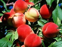 杏树有多少品种，最好列举几十种