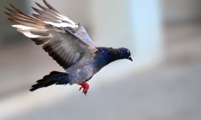 辽宁壹号公棚2023年规程