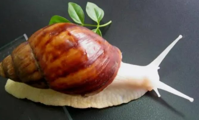 蜗牛的种类有哪些