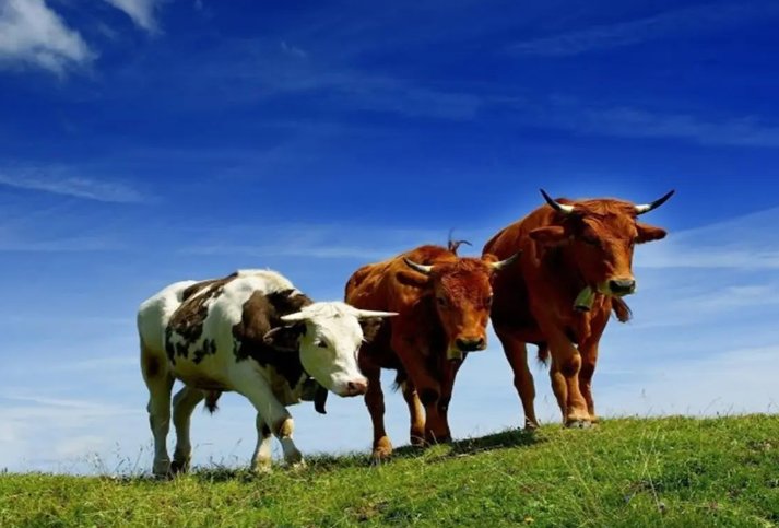 焦心如焚形容什么动物