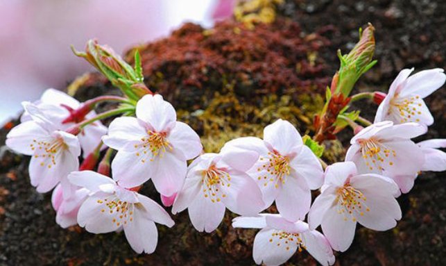 樱花是先开花还是先长叶？