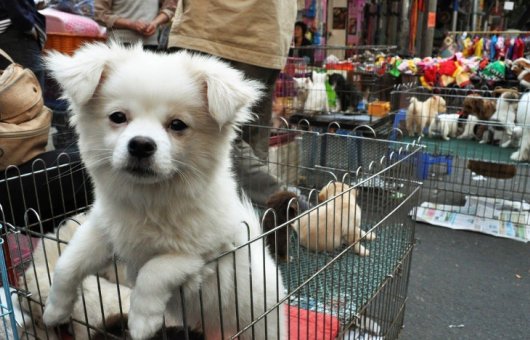 中国最大的宠物市场