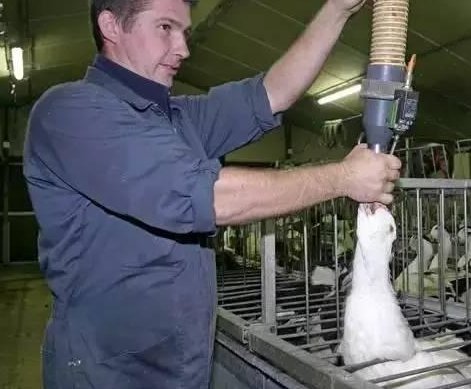 法式鹅肝为什么那么大？