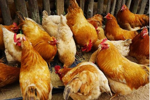 东海一朵花,牵藤西山洼,花开人出门,花谢人回家是什么生肖