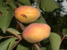 杏树有多少品种，最好列举几十种