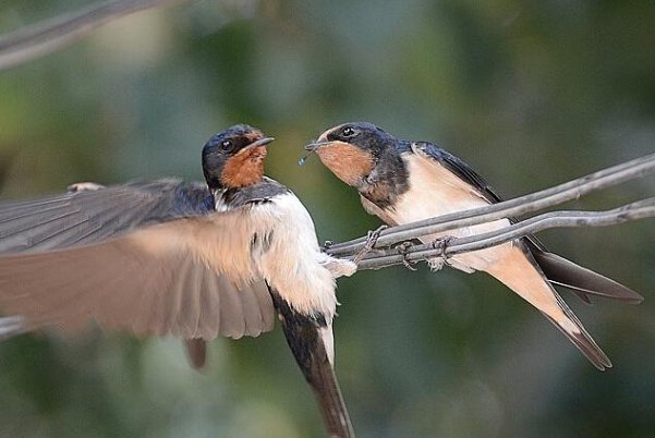 描写燕子的说明文