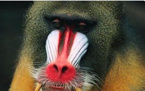 世界上最大的猴子是什么