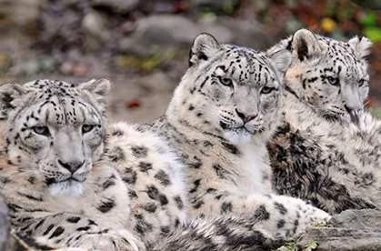 芝士雪豹笑点在哪