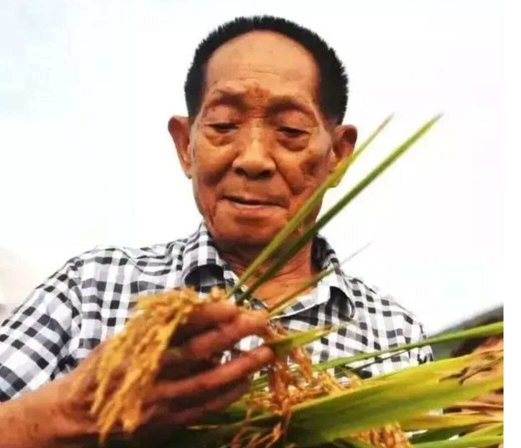 袁隆平的主要事迹是什么？