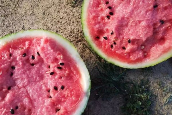 麒麟瓜不能吃的原因