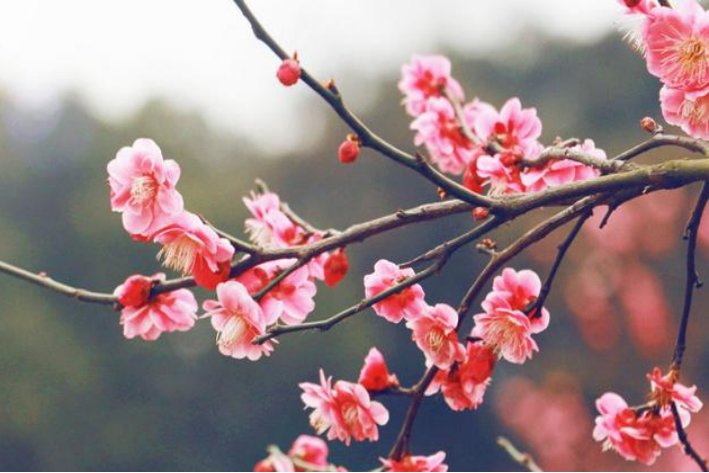 梅花象征着什么人