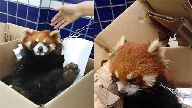 小熊猫是猫吗？