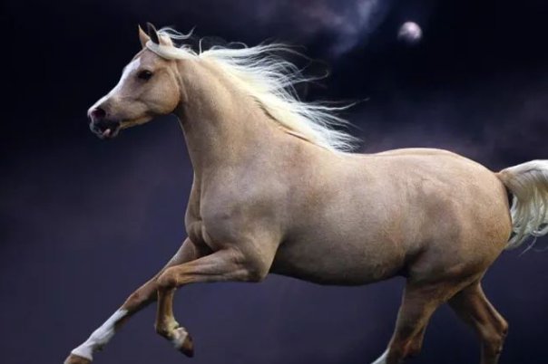 千夫所言如一味指什么生肖和动物