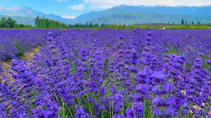 夏天旅游必去十大景点