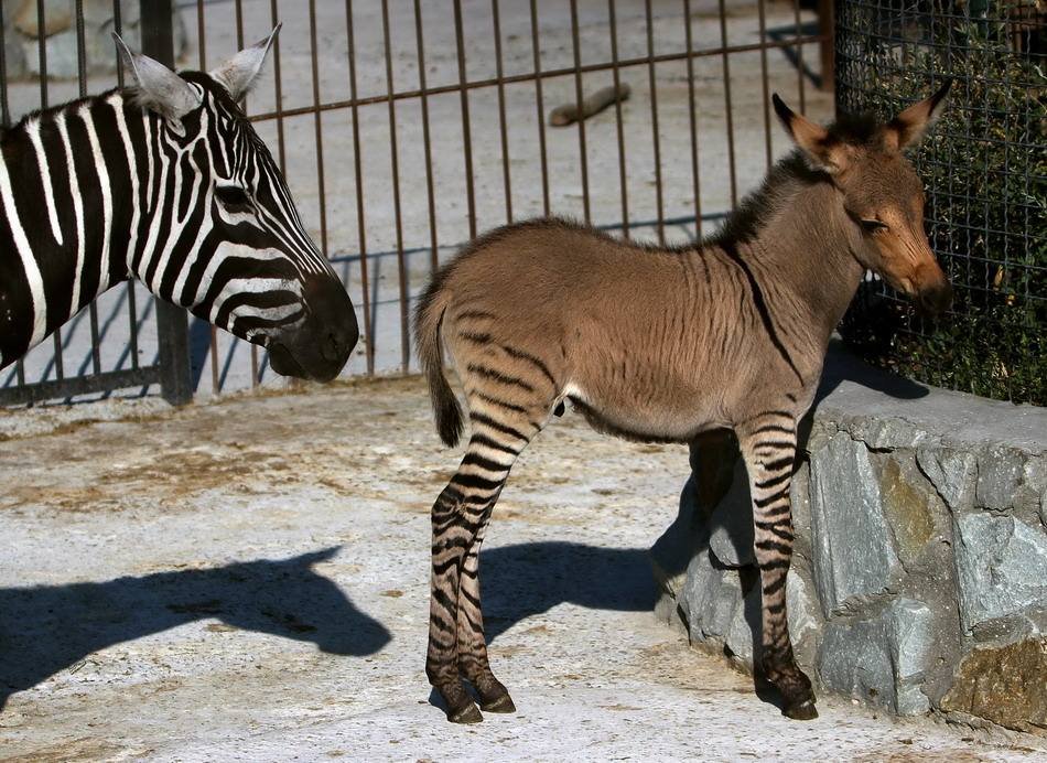 动物园用驴充当斑马？园方回应：当时想让斑马和驴交配！这是什么操作？