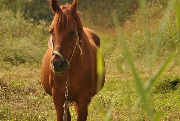 为什么是拍马屁，而不是拍猪屁，拍狗屁？