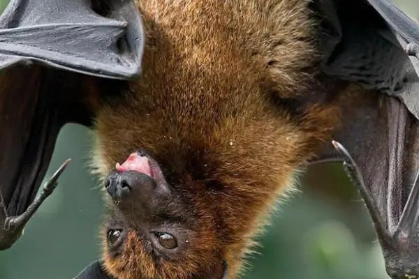 蝙的拼音和部首