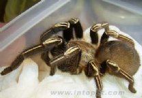 世界十大毒蜘蛛是哪十个？