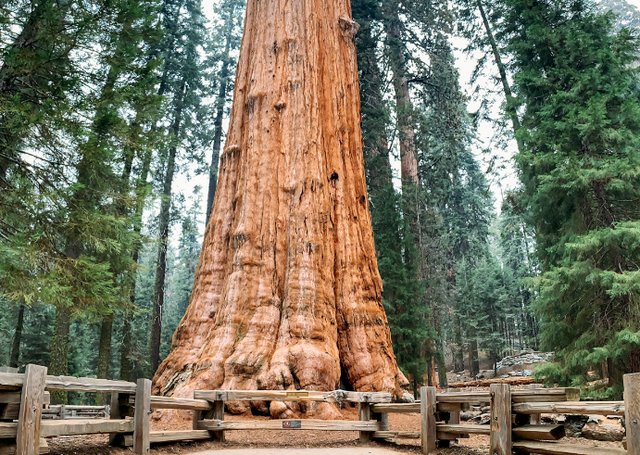 巴西亚马孙地区发现88.5米大树，这棵树的品种是什么？为何能长这么高？