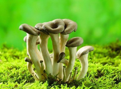世界上最大的生物，生长了2800多年，蘑菇为何能存在这么久？