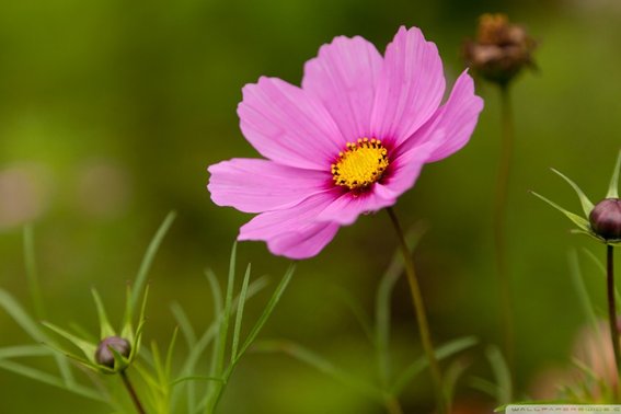 鸵鸟政策是什么政策