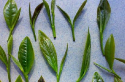 信阳毛尖取消更名国龙茅台，计划搁置的原因是什么？