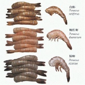 暖水虾的分布地域